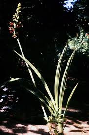 Image result for Eulophia bisaccata