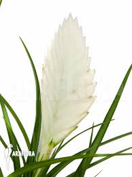 Image result for Xylia torreana