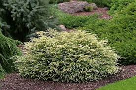 These charming woody ornamentals can grace even the smallest yard or. 9 Small Evergreen Shrubs To Grow For Year Round Beauty