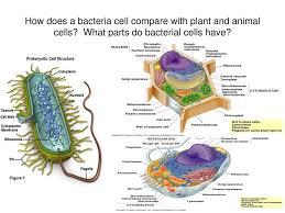 Part name function 2 3 4 3, 6 7 activity 2: Bacteria And Viruses Ppt Download