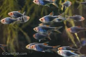 Image result for Heteromorpha