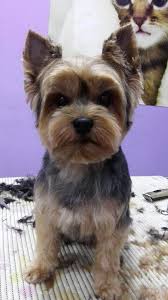 Aussie pet mobile southern california. Pets Grooming Abu Dhabi Trusted Expert Pet Groomers
