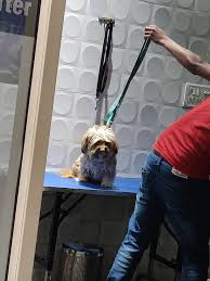 It is accredited by the american animal hospital association. Scoopy Scrub Pet Grooming Salon Ramprastha Facebook
