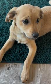 Christmas movie snuggles with my favorite pup, my husband and our Aldi  blankets. (Featuring the blurry letter board in the background.)🎄