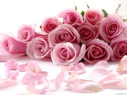 Al quran wallpaper qur an iman mawar. Beautiful Flower Red Rose Wallpaper Quran