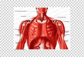 Just like the other joints in your body, your neck joints tend to wear down with age. Thorax Neck Muscle Anatomy Blood Vessel Abdominal Muscles Miscellaneous Anatomy Arm Png Klipartz