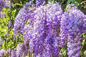 Partial shade ( 33 ). 18 Fast Growing Valuable Vines For A Fence Trellis Or Arbor Hgtv