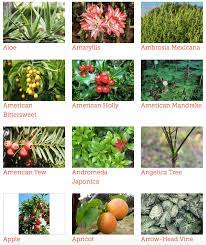 Toxic And Non Toxic Plants List For Dogs Cats And Horses In 2021 Plants Pets Pet Care