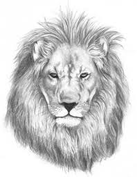Tattoo Lowe Symbolik Und Attraktive Designs Vom Lowen Tattoo Fur Beide Geschlechter Ideen Oberschenkel Tatuaz B Lion Drawing Lion Sketch Lion Head Drawing