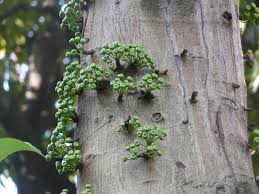 Image result for Ficus variifolia