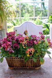 Beautiful Display Of Pansies Pansies Pansy Garden Beautiful Flowers