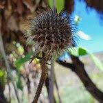 Image result for Dipsacus pinnatifidus