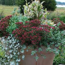 Image result for Crassula granvikii