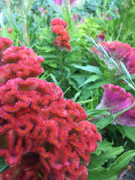 Celosia Cristata July Flowers August Flowers Everlasting Flowers