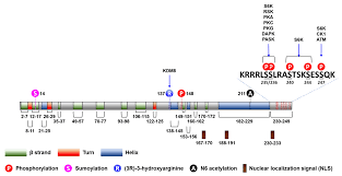 IJMS | Free Full-Text | Ribosomal Protein S6: A Potential Therapeutic  Target against Cancer?