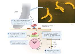 Vibrio Cholerae Pathogenesis Cell Membrane Membrane The Cell