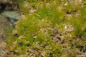 Image result for Ulva rigida