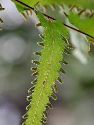 Image result for Lygodiaceae