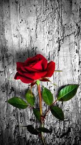 Red Rose Cicek Soyut Cicek Resimleri Guller