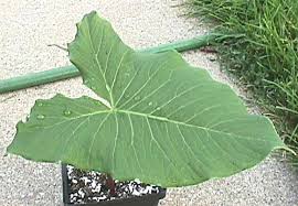 Image result for Sauromatum venosum