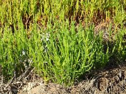 Image result for Salicornia perrieri