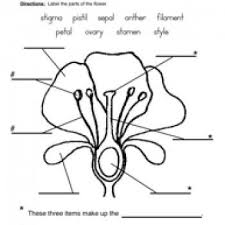 Plants Worksheets Have Fun Teaching Parts Of A Flower Science Worksheets Plants Worksheets