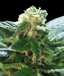 Get more green for less green. Columbian Gold Weed Strain Information Leafbuyer