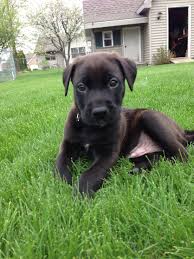 The litter size of the german pit is approximately five to eight puppies with the average puppy costs between $200 to $600 usd. My Baby Boy Koda Pitbull German Shepard Mix 6 Weeks Old Pitbull Mix Puppies Pitbull Mix Puppies