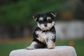 Maybe you would like to learn more about one of these? Morkie Puppies I Want This Dog Morkie Morkie Puppies Morkie Dogs