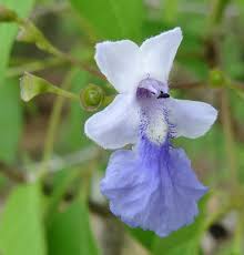 Image result for Vitex sp. A