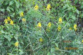 Image result for Crotalaria micans