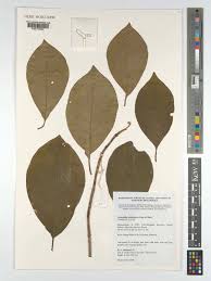Image result for Terminalia sambesiaca