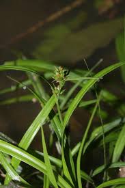 Image result for Hypolytrum heteromorphum