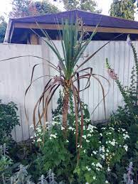 Cordyline Suffering After Move Bbc Gardeners World Magazine