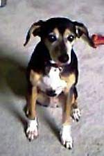 The rescue i got her from said beagle mix but she looks like a rattie to me (i.redd.it). Learning Zen From A Beagle Km Huber S Blog