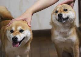 柴犬たま shibainu tama on instagram 丸顔コンビ たまは耳元マッサージされて気持ちよくなっちゃった caption trans their faces are round tama feels better whe animals corgi dogs