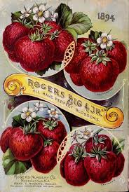 Rogers Nursery Co 1894 Catalogue With An Illustration Of Rogers Big 4 Jr Strawberries Back Cover Vintage Seed Packets Seed Packets Seeds