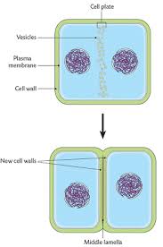 Cell Division