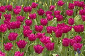 From Holland With Love Flower Show Most Popular Flowers Spring Bulbs