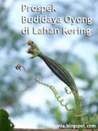 Kacang panjang merupakan salah satu jenis dari tanaman sayur yang bergizi tinggi dan juga bisa di indonesia sendiri, kacang panjang merupakan jenis tanaman yang tumbuh baik apabila di. Oyong Atau Gambas Jenis Sayuran Unik Berbentuk Panjang Dan Memiliki Berbagai Varietas Sehingga Banyak Kita Temukan Beberapa Bentuk Oyong Jenis Penuaan Pengukur
