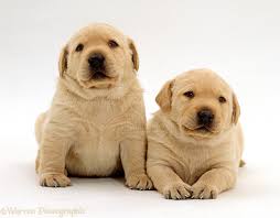 As a puppy, your lab will have to eat more frequently. Dogs Cute Retriever Pups Photo Wp24150