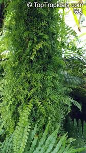 Image result for Asplenium sandersonii