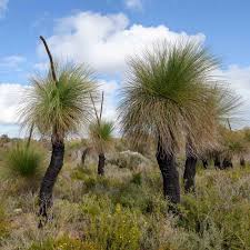 Image result for Xanthorrhoea