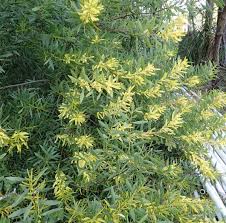 Image result for Acacia longifolia