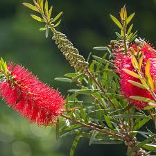 Image result for Melhania acuminata