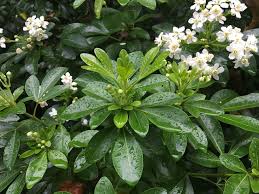 Choisya ternata is a species of flowering plant in the family rutaceae, known as mexican orange blossom or mexican orange. May 2020 In The Neighbourhood Ubc Botanical Garden