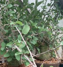 Image result for Adenia spinosa