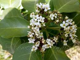 Image result for Volkameria