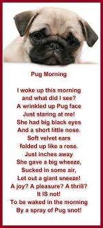 Pin By Dee Simon On Cute Pug Puppies Pugs Pugs Funny Cute Pugs