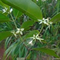 Image result for Cassipourea